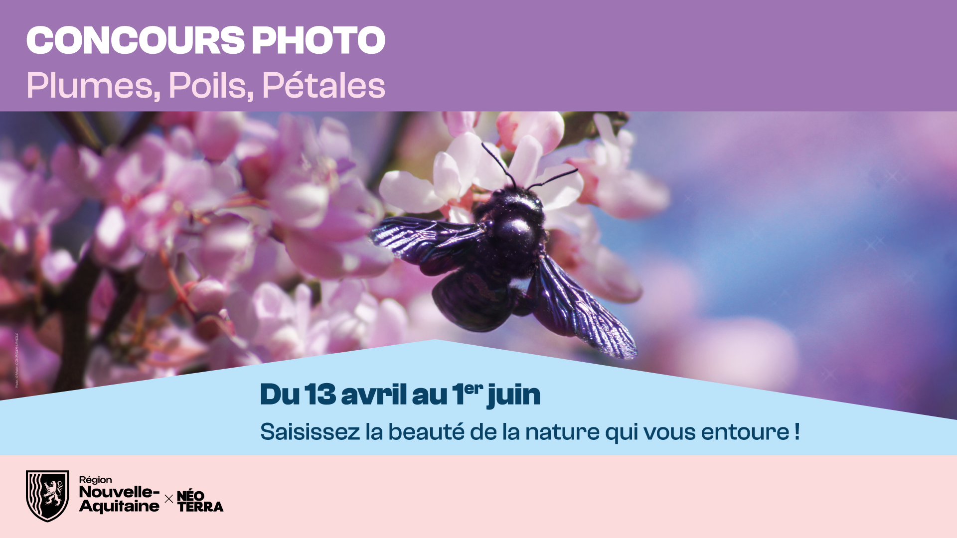 Concours Plumes, Poils, Pétales 2026